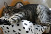 Потішні коти, які поводяться дуже дивно (ФОТО)