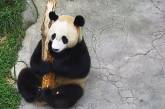 Мережу насмішила панда, яка вирішила зайнятися «музикуванням» (ВІДЕО)