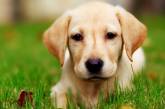 Новий хіт: грайливий собака заважає господареві поливати квіти (ВІДЕО)