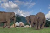 Слониха показала сліпій подрузі, де лежить їжа (ВІДЕО)