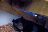 Ведмідь у США, впав у сплячку під житловим будинком (фото, видео)