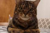 Кіт із злісним обличчям зробив неплоху рекламу притулку для тварин (ФОТО)