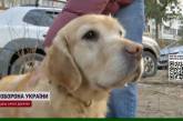 Неймовірна історія: собаку-поводирку, яка зникла у перший день великої війни, знайшли через 2 роки