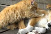 Кішка прославилася, зробивши собаці масаж (ВІДЕО)
