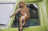 В Індії мавпа допомогла водієві «керувати» маршруткою (ВІДЕО)