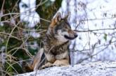 В Італії на гірськолижну трасу вибіг вовк (відео)