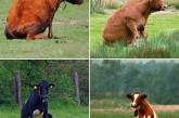 Як виглядають корови, коли вирішують посидіти на траві (ФОТО)