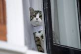 У Львові кіт на дві години зачинив жінку на балконі