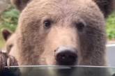 Турист намагався погладити ведмедя, який розгулював трасою: як усе закінчилось (відео)