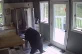 Голодний ведмідь заліз до будинку і похазяйнував у холодильнику: кумедне відео