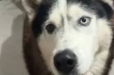 Собака спричинив фурор у Мережі, копіюючи італійський акцент своєї господарки – відео