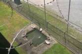 У в'язниці замінили сторожових собак зграєю пильних гусей – відео