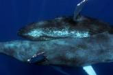 Горбатих китів вперше сфотографували під час сексу: обидва були самцями (фото)