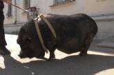 У Києві в квартирі живе 100-кілограмова свиня: що каже господар про улюбленицю