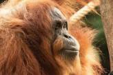 Найстаріший у світі орангутанг відсвяткував день народження: скільки років тварині та її фото