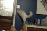 Мережу розсмішив “рідкий” кіт, який вийшов з кімнати через дірку в стіні