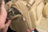 Подолав 320 км: зниклий кіт возз'єднався із сім'єю через 12 років – відео