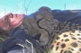 Шокований фотограф дикої природи прокинувся під деревом в обіймах із гепардом – фото