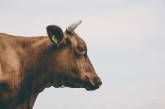 Корова увірвалася до магазину в Ізраїлі та влаштувала погром (відео)
