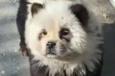 Зроблено в Китаї: зоопарк пофарбував собак та виставив їх під виглядом панд – відео