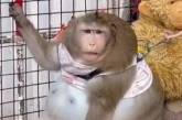 Померла найтовстіша у світі мавпа Годзілла – фото, подробиці