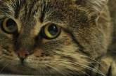 Реакція кота на килимок з зображеними кошенятами розсмішила Мережу