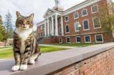 Кіт-дрімайло отримав наукову ступінь: яке звання надав йому університет Вермонту