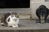  Знаменитый кот Ларри из резиденции британского премьера отказывается ловить мышей
