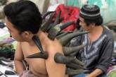 Лечение рогами от индонезийского уличного целителя. ФОТО