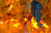 Диетологи указали на уникальные свойства осеннего винограда
