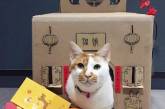 Ветеринары создают невероятные картонные домики для своего кота. ФОТО
