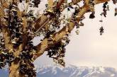 Вандалы спилили "обувное дерево" в Неваде