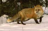 В Белоруссии лиса выстрелила в охотника из ружья