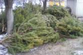 В Киеве за выброшенные елки будут штрафовать