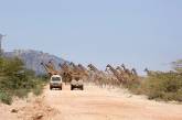 30 жирафов переходят дорогу. ФОТО