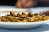 Голландский ученый напишет книгу рецептов блюд из насекомых
