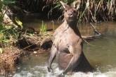 В Австралии нашли кенгуру – двойника Путина. ФОТО