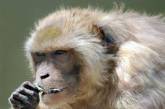 В Японии из зоопарка сбежала агрессивная обезьяна