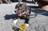 Создано пиво для собак: животные в восторге. ФОТО