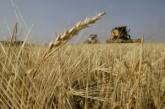 Украина намерена увеличить квоту на экспорт зерна