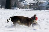 Австрийский бизнесмен спас сбежавшую с бойни корову