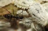 Ученые исследовали инцест бешеных муравьев, приводящий к рождению клонов