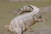 Австралиец отбился от напавшего на него крокодила