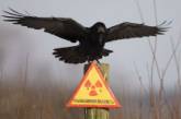У птиц Чернобыля не все в порядке с головой