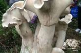 80-летний китаец нашел съедобного короля грибов. ФОТО