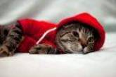 К зиме готовы: прикольные коты в теплых одежках. ФОТО