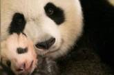 Сеть «взорвали» снимки трехмесячной панды. ФОТО
