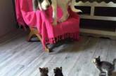 Пугливые собаки в подборке веселых фоток