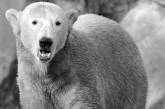Берлинский зоопарк назвал причину смерти медведя Кнута