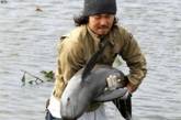 Японец спас застрявшего на рисовом поле дельфина